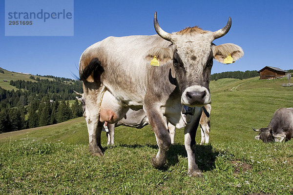 Kuh auf einer Almwiese  Seiser Alm  Südtirol  Italien