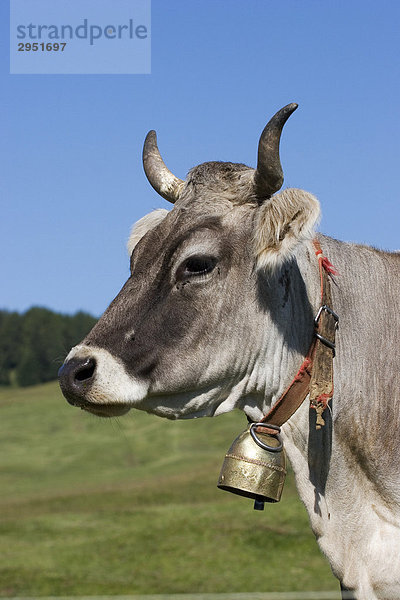Portrait einer Kuh auf einer Almwiese  Seiser Alm  Südtirol  Italien
