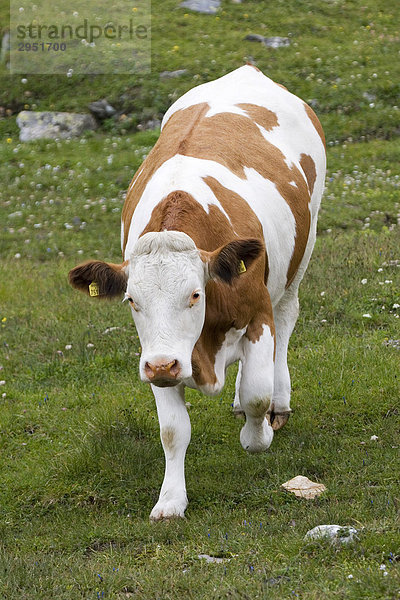 Kuh auf einer Wiese bei Großglockner Hochalpenstraße  Nationalpark Hohe Tauern  Österreich