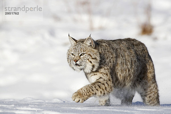 Rotluchs (Lynx rufus) läuft durch den Schnee  Montana  USA