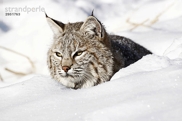 Rotluchs (Lynx rufus) im Schnee  Montana  USA
