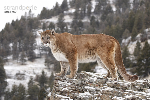 Puma (Felis concolor) auf einem Felsen  Montana  USA