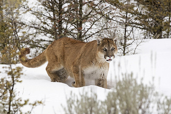 Puma (Felis concolor) im Winter  Montana  USA
