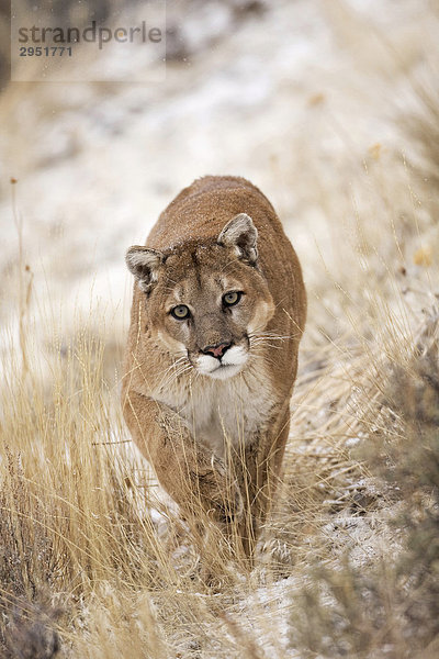 Puma (Felis concolor)  Montana  USA