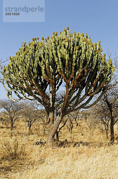 Euphorbie (Euphorbia) im Weenen Nature Reserve  Kwazulu-Natal  Südafrika  Afrika