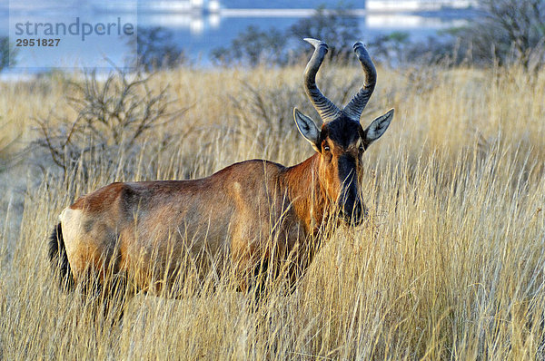 Leierantilope  Halbmondantilope (Damaliscus lunatus)  Spioenkop Nature Reserve  Kwazulu-Natal  Südafrika  Afrika