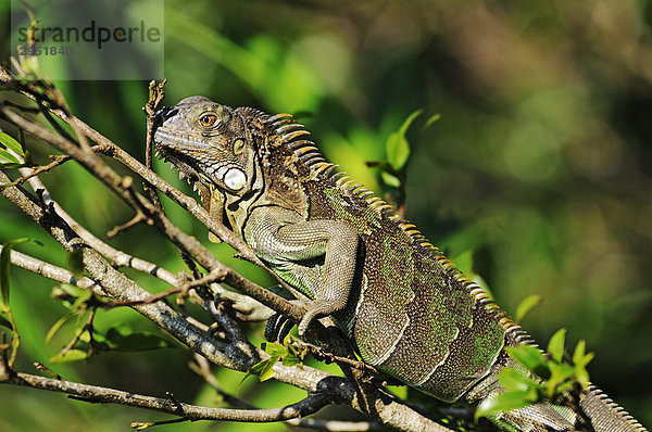 Leguan (Iguanidae) in Costa Rica  Mittelamerika