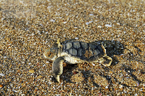 Freshly hatched Sea Turtle (Cheloniidae)  Cape York  Queensland  Australia