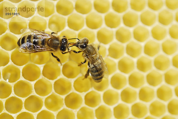 Junge Biene wird gefüttert (Apis mellifera)