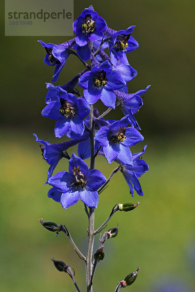 Hoher Rittersporn (Delphinium elatum ssp. elatum  Delphinium alpinum)  geschütze giftige Pflanze aus den Alpen  Giftpflanze