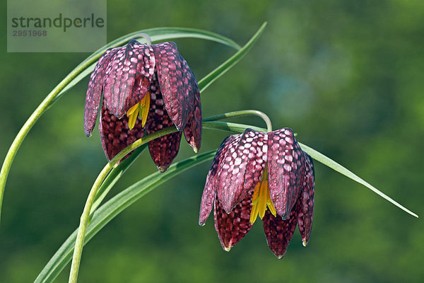 Gewöhnliches Schachblume  Schachbrettblume  Kiebitzei (Fritillaria meleagris)  seltene geschütze Wiesenpflanze