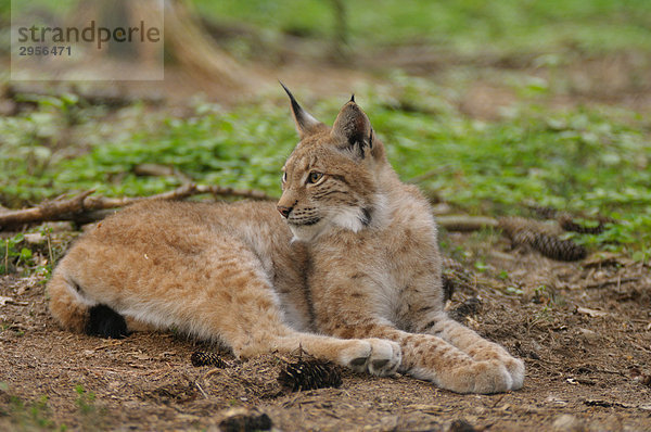 Luchs (Lynx lynx) liegt im Wald