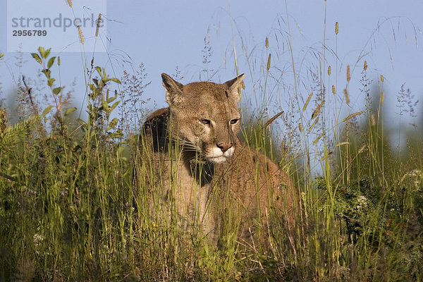 Puma (felis concolor) in einer Wiese
