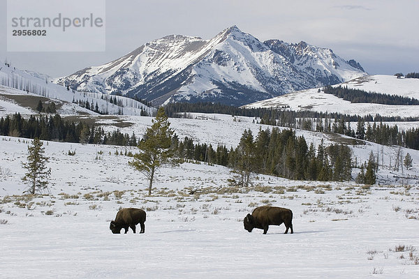 Bison vor Bergen in Yellowstone National park