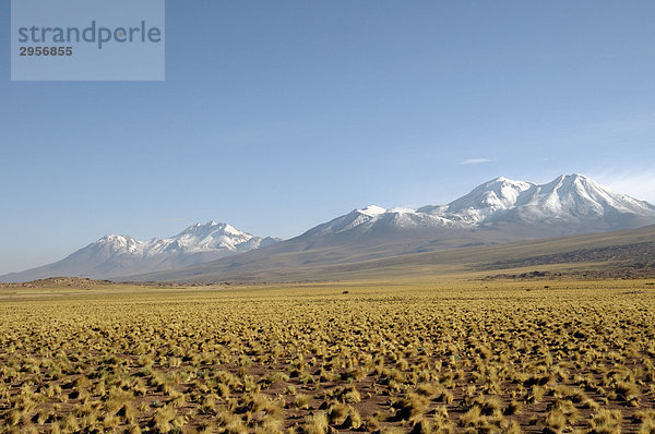 Hochland Steppe in Altiplano im Hintergrund die Anden Chile