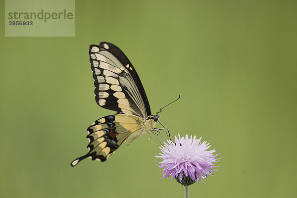 Giant Swallowtail (Papilio cresphontes)  Alttier frisst an texanischer Distel  Sinton  Corpus Christi  Texas  USA