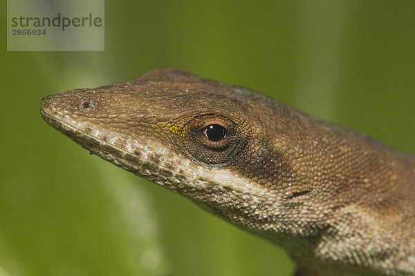 Rotkehlanolis (Anolis carolinensis)  Portrait  Sinton  Corpus Christi  Texas  USA