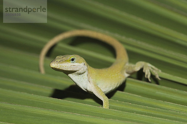 Rotkehlanolis (Anolis carolinensis)  Alttier auf Palmwedel  Sinton  Corpus Christi  Texas  USA