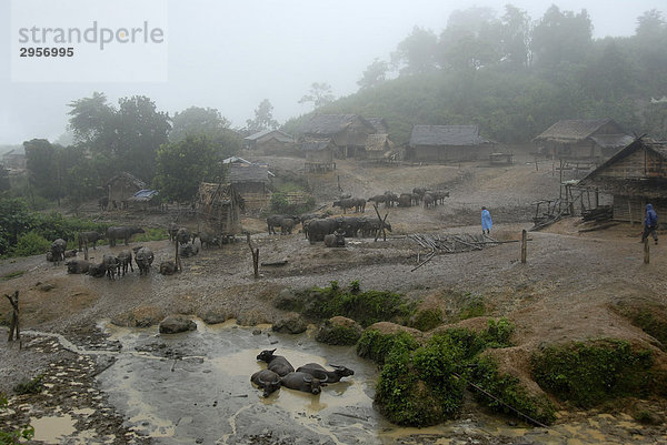 Dorf mit vielen Wasserbüffeln (Bubalus arnee) versinkt in Regen und Matsch  Ban Nampin  Ho Ethnie  Phongsali Provinz  Laos  Südostasien