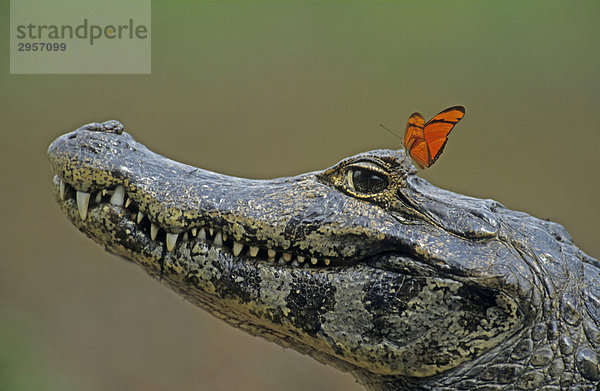 Brillenkaiman (Caiman crocodilus) mit Schmetterling auf dem Auge  Pantanal  Brasliien