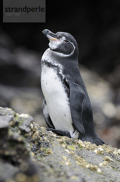 Galapagos Pinguin (Spheniscus mendiculus)  Insel BartolomÈ  Galapagos  Ecuador  Südamerika