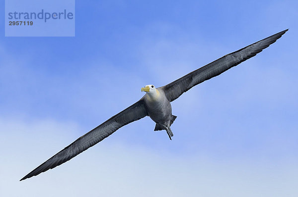 Galapagos-Albatros (Diomedea irrorata) im Flug  Insel Espanola  Galapagos  Ecuador  Südamerika