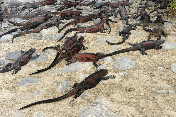 Ein Gruppe Meerechsen (Amblyrhynchus cristatus mertensi)  Insel Santiago  Galapagos  Ecuador  Südamerika