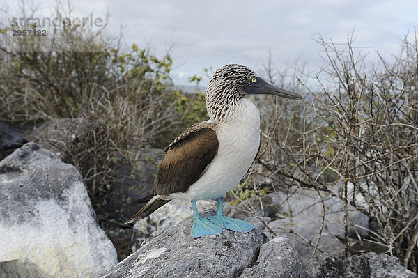 Blaufußtölpel (Sula nebouxii)  Insel Espanola  Galapagos  Ecuador  Südamerika