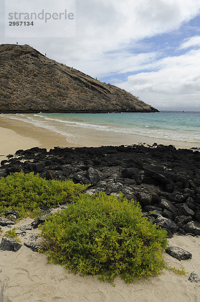Weißer Sandstrand auf der Ostseite von Punta Cormoran  bei den Grünen Meeresschildkröten beliebt als Nistplatz  Insel Floreana  Galapagos  Ecuador  Südamerika