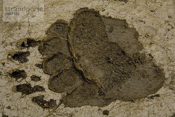 Fußabdruck eines Amerikanischen Schwarzbären  Ursus americanus  Vorderfuß
