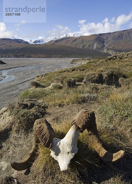 Schädel eines Dall-Schafs (Ovus dalli)  dahinter Big Horn Creek  Donjek Route  St. Elias Gebirge  Kluane National Park  Yukon Territory  Kanada  Nordamerika