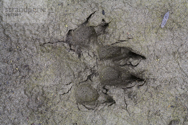Fussabdruck eines Kanadischen Wolfs (Canis lupus canadensis)  Schlamm  Big Salmon River  Yukon Territory  Kanada  Nordamerika