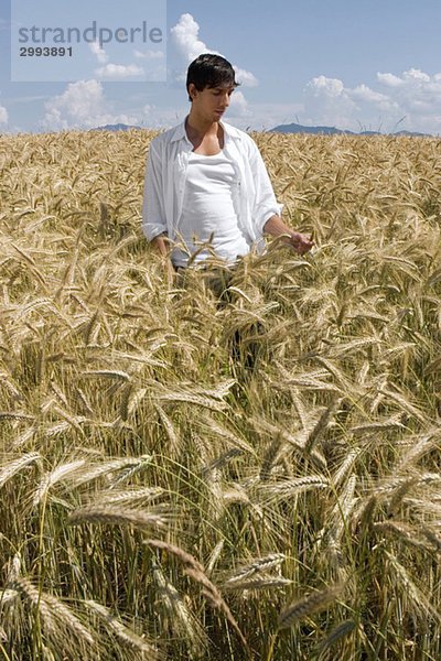 Young man standing in cornfield  plucking cornstalk
