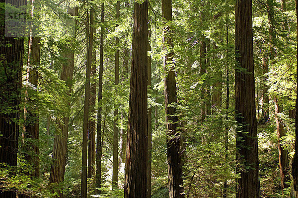 10850704  Usa  Pepperwood  Kalifornien  Redwood Tre