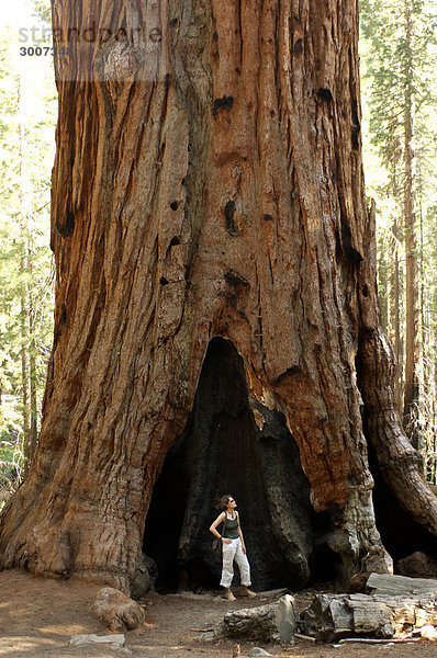 10850764  Usa  California  Redwood Baum  Mariposa