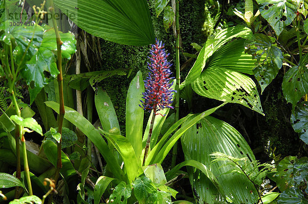 10851131  Dominica  Roseau  Gärten  Papillote Wil