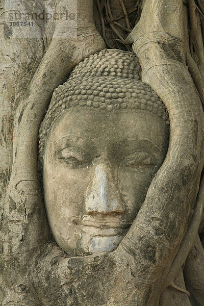 10852639  Thailand  Asien  Kultur  Ayutthaya  Leiter