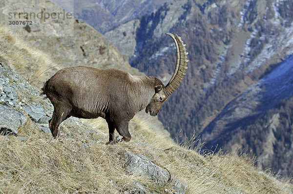 10853723  Alpensteinbock  Capra Ibex  Tier  Tiere