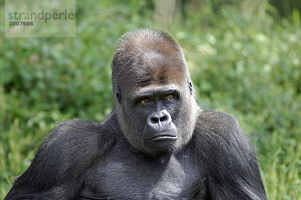 10853884  Gorilla  Gorilla Gorilla  Tier  tierische