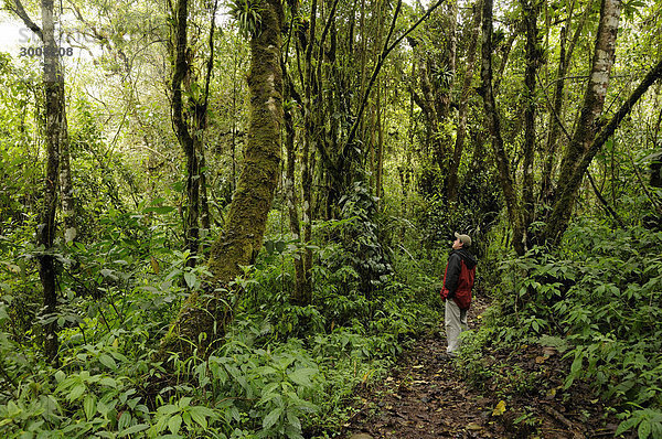 Mann folgen Baum Wald Natur Holz Ecuador Regenwald