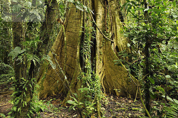 Tropisch Tropen subtropisch Baum Wald Natur Holz Baumstamm Stamm Ecuador Regenwald Wurzel