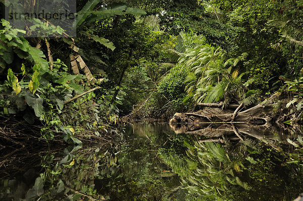 Landschaftlich schön landschaftlich reizvoll Tropisch Tropen subtropisch Wasser Landschaft grün Überfluss Spiegelung Wald Natur Pflanze Holz Ecuador Regenwald
