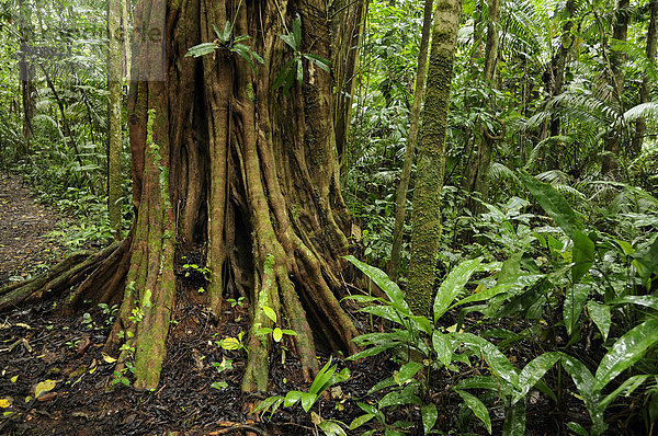 Tropisch Tropen subtropisch Regenwald grün Überfluss Wald Natur Holz Ecuador