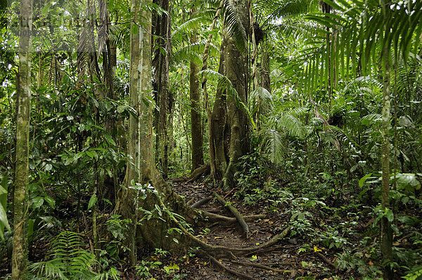 Tropisch Tropen subtropisch folgen Regenwald grün Überfluss Wald Natur Holz Ecuador Weg