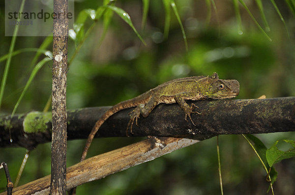 Tropisch Tropen subtropisch Tier Wald Natur Holz Reptilie Ecuador Regenwald