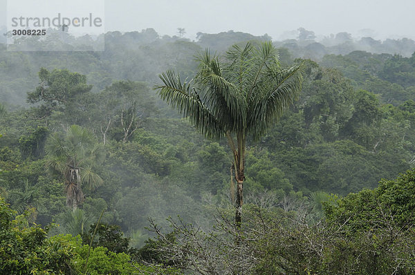 Landschaftlich schön landschaftlich reizvoll Tropisch Tropen subtropisch Landschaft Dunst Regenwald grün Überfluss Wald Natur Nebel Ignoranz Holz Ecuador