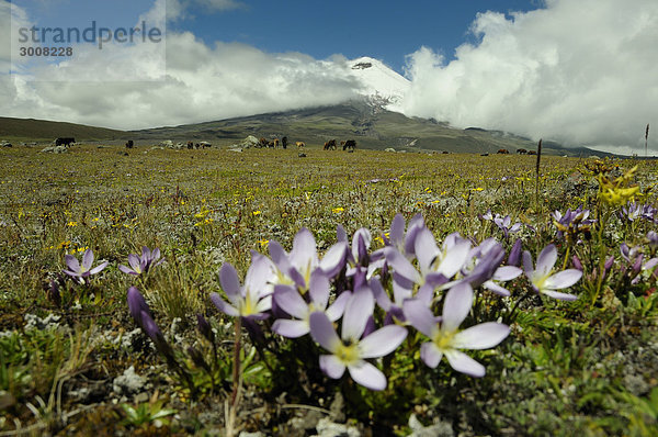 10856847  Ecuador  Wildblumen  Cotopaxi National