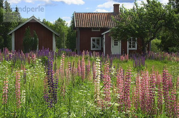 Ländliches Motiv ländliche Motive Farbe Farben Urlaub Blume Wohnhaus Immobilie Garten Wiese Gras Lupine Idylle Schweden