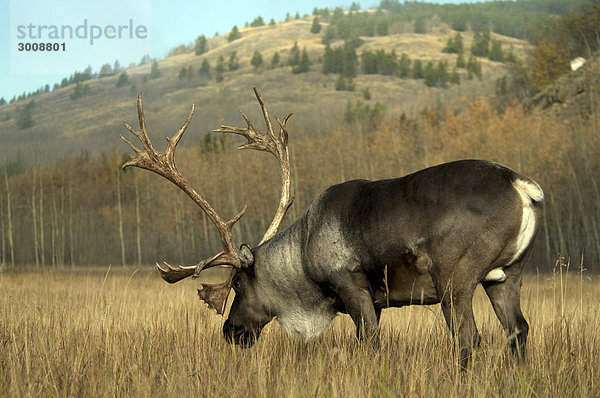 Woodland Caribou  Rangifer Tarandus Caribou  Yukon