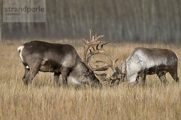 Woodland Caribou  Rangifer Tarandus Caribou  Yukon